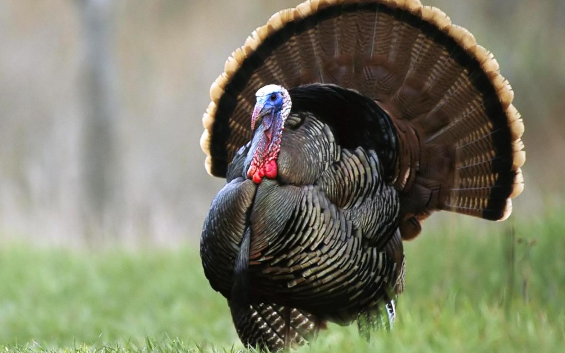 Ever Wonder What It Would Be Like To Hit a Wild Turkey With Your Car Going 95 MPH? [Video] | 92.7 QLZ