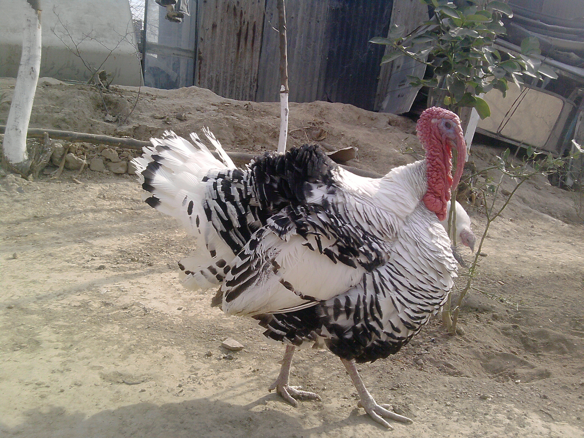 Turkey in Pakistan