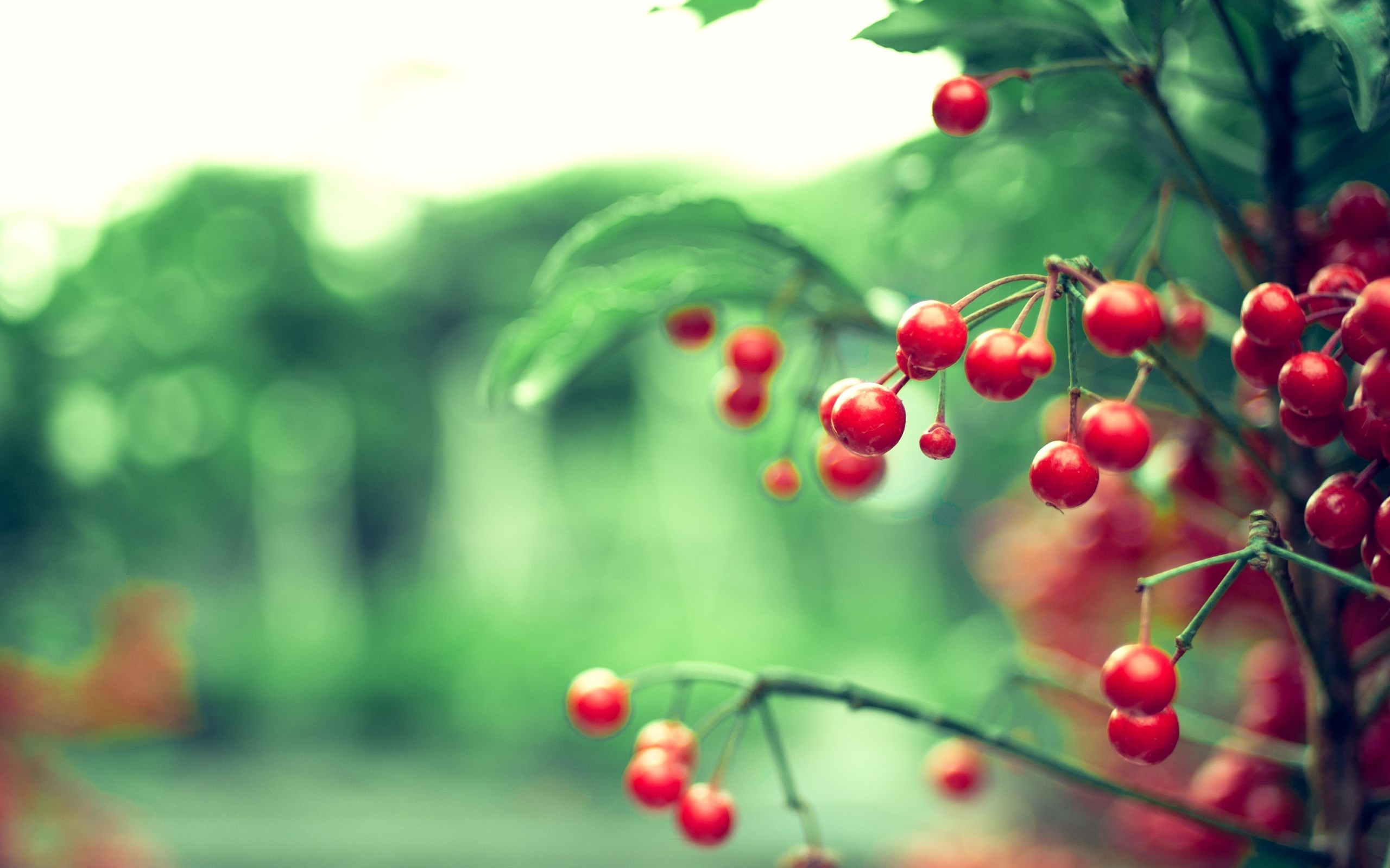 Twig Red Berries Leaves Nature Blur