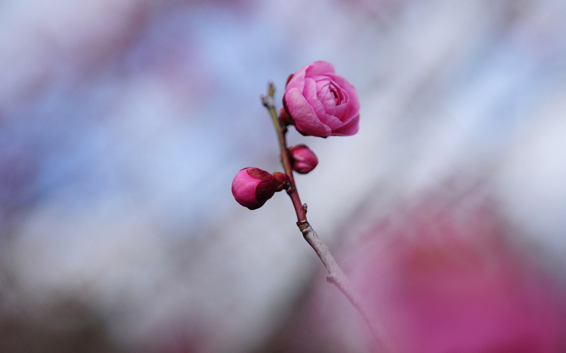 Twig Pink Flowers Macro