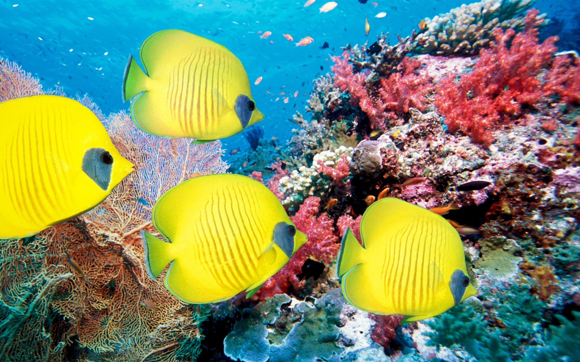 Corals Wallpaper and Underwater World Of Tropical Fish 1920x1200px