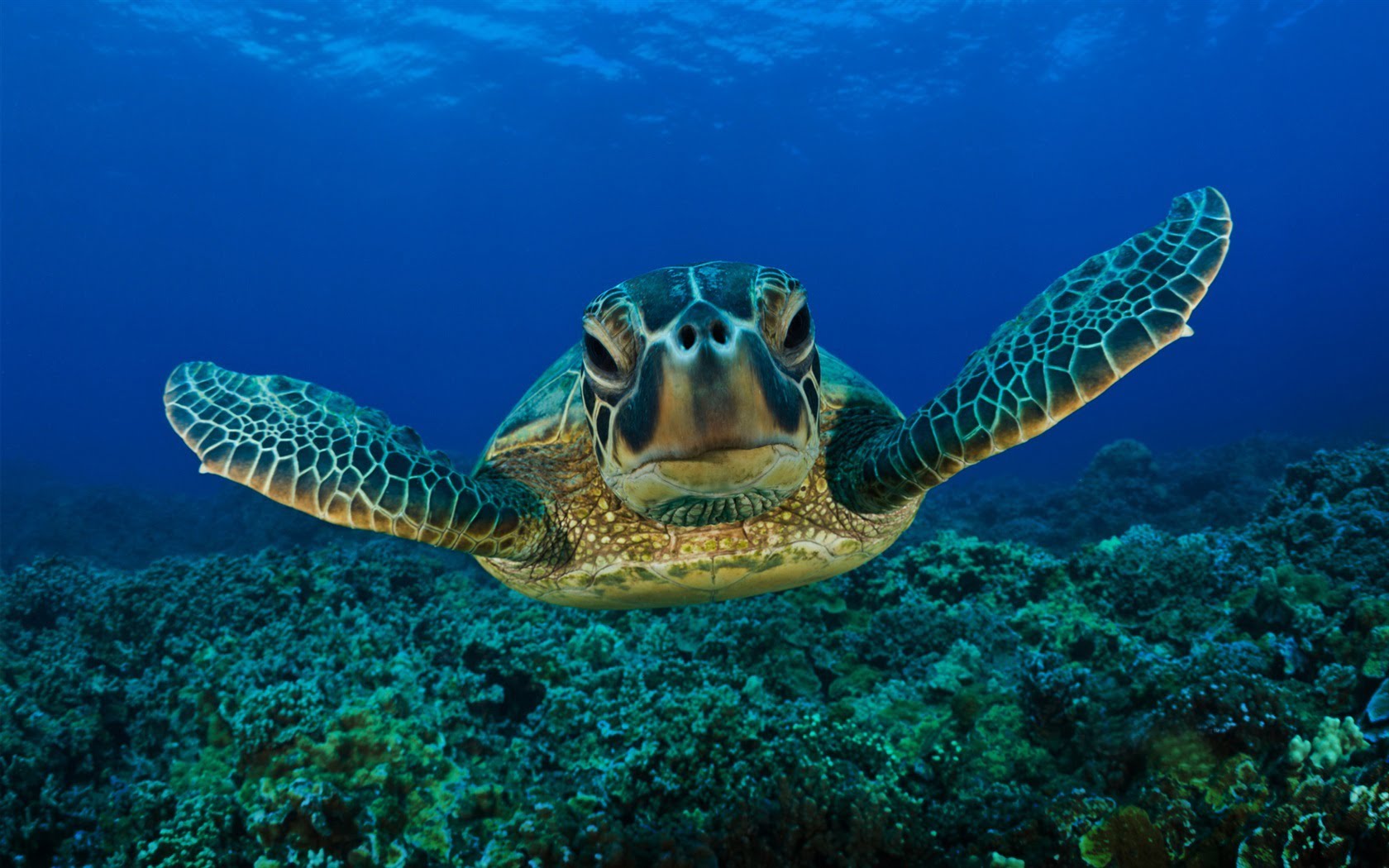 Amazing Underwater Sea Turtle HD