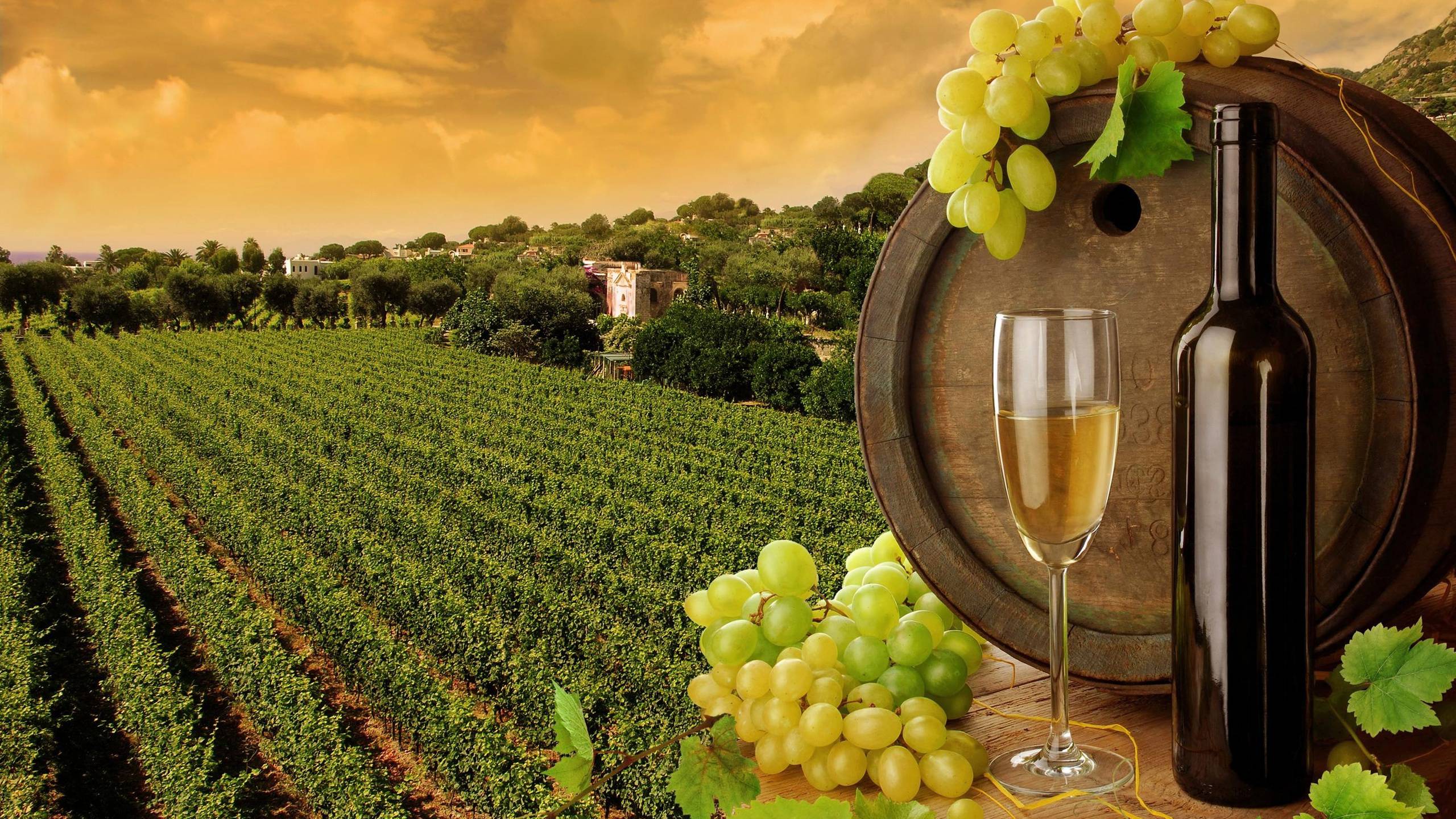 Vineyard (Toscana)