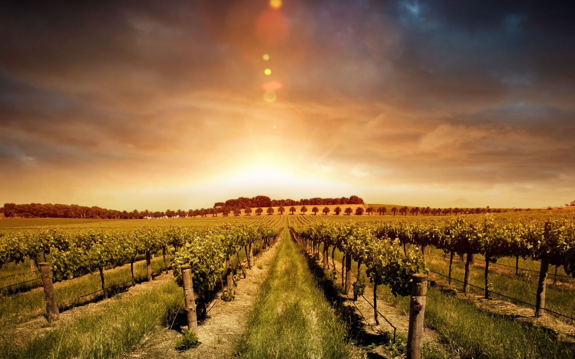 Beautiful Sunset On The Vineyard Wallpaper HD Wallpaper