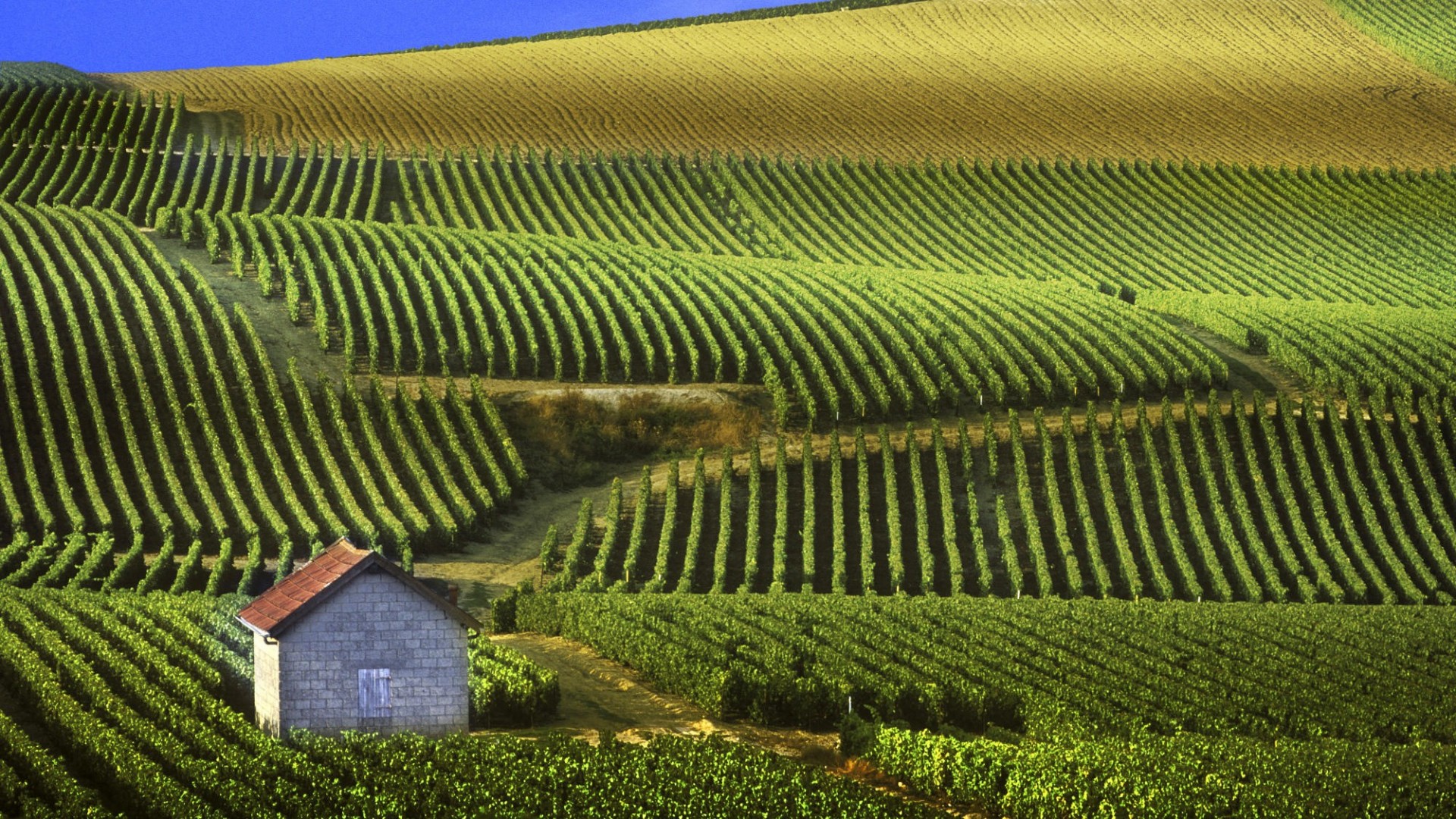 Vineyard Wallpaper