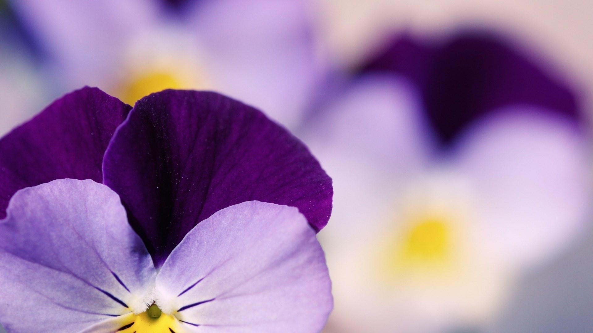 Viola Tricolor Pansy Flower Close-Up