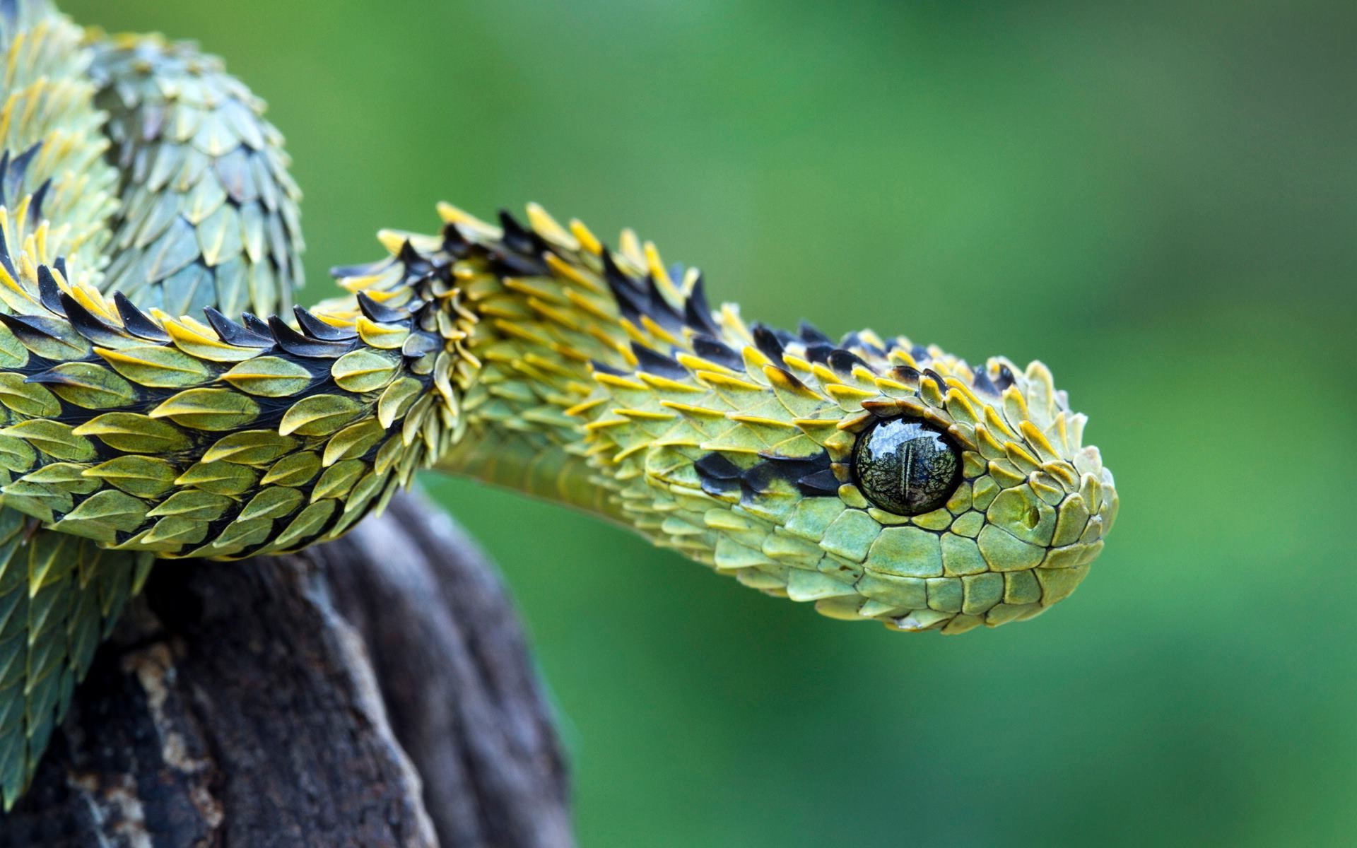 Bush viper snake