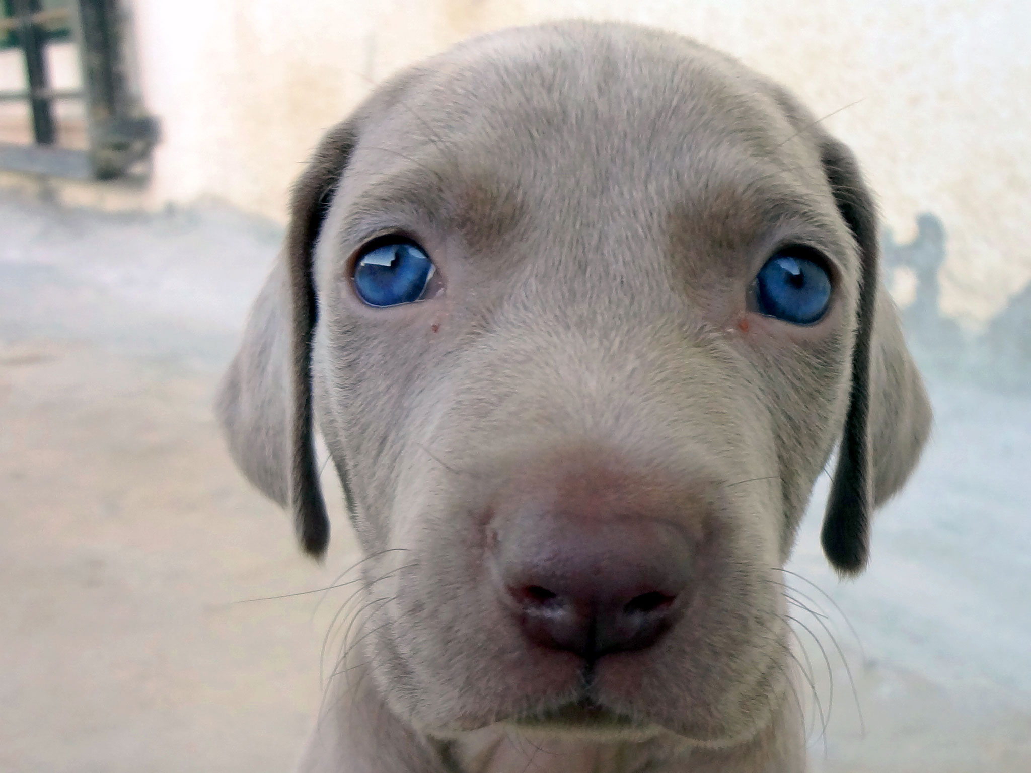 Adorable Round Face Of Weimaraner Puppy Dog Breed