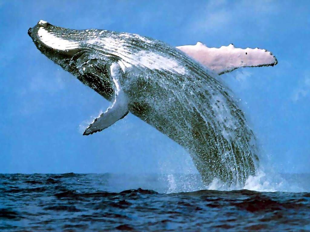 First Humpback Whales sighted in Augusta for .