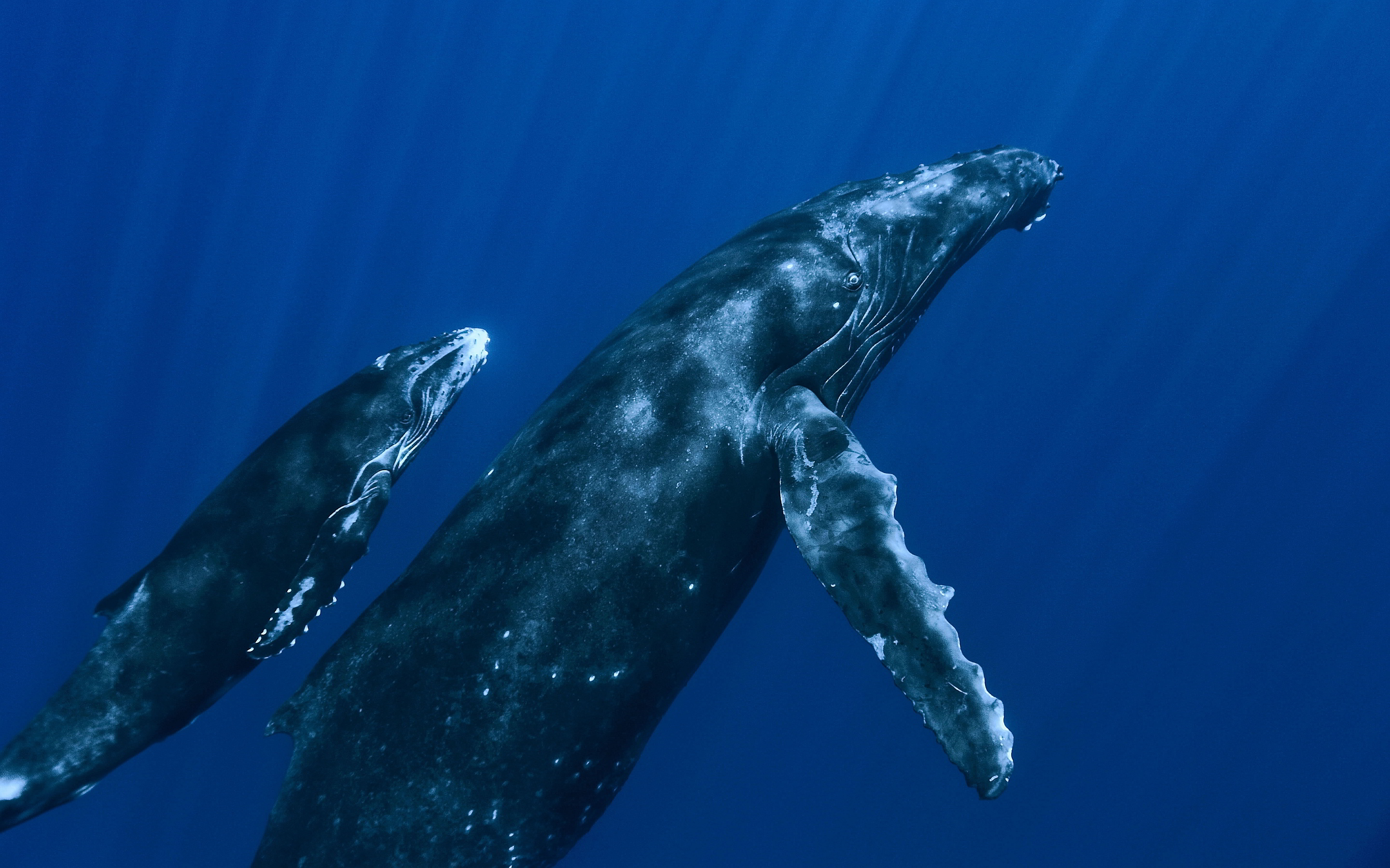 Whale Family Wallpapers Pictures Photos Images. «