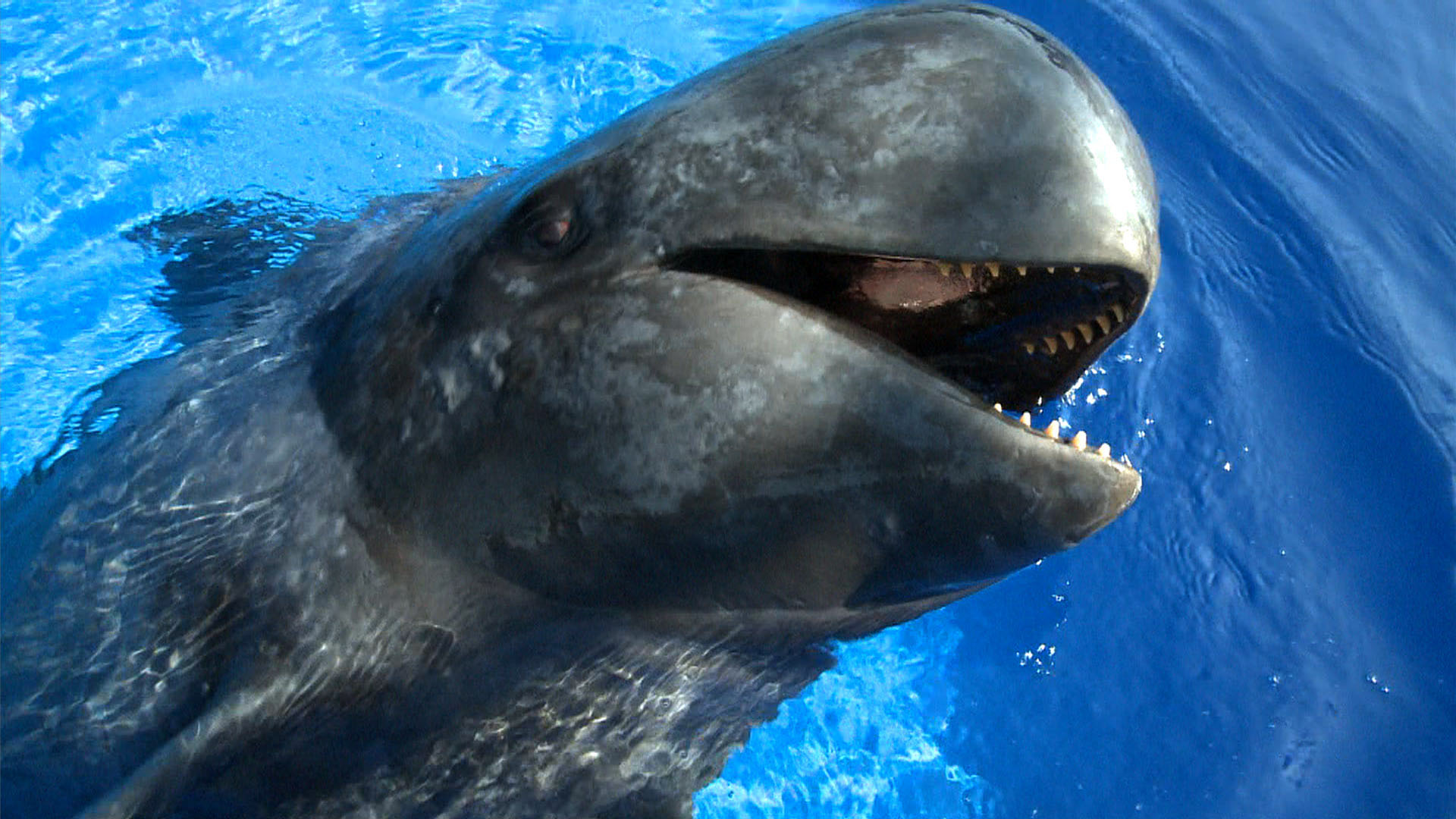 Sully the Pilot Whale Webisode 38