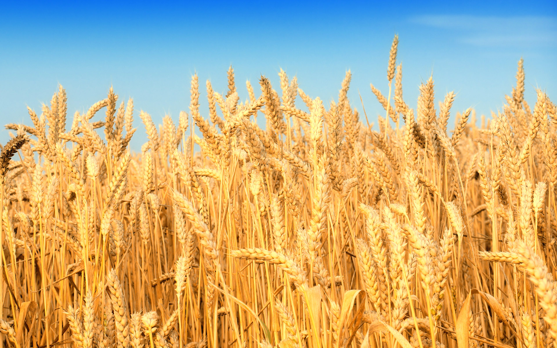 US weather fears which have sent wheat prices soaring are “unlikely to prove long-lasting support”, Rabobank warned, also urging against over-optimism on ...