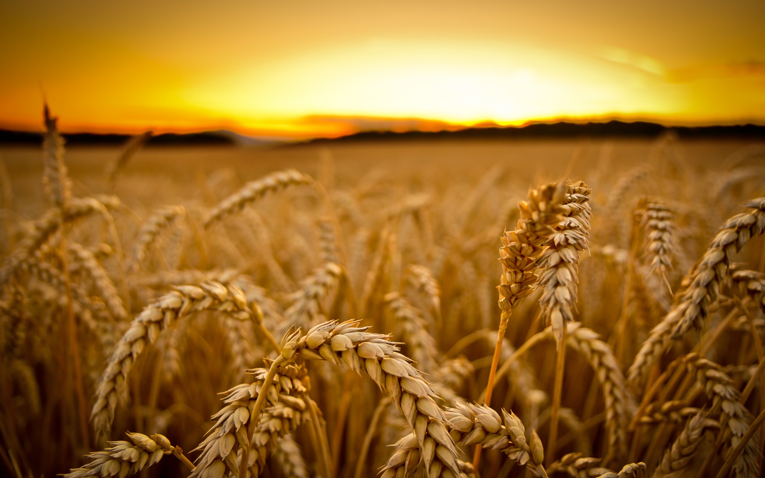 US Authorities Open New GM Wheat Investigation after Montana Scandal - Sustainable Pulse