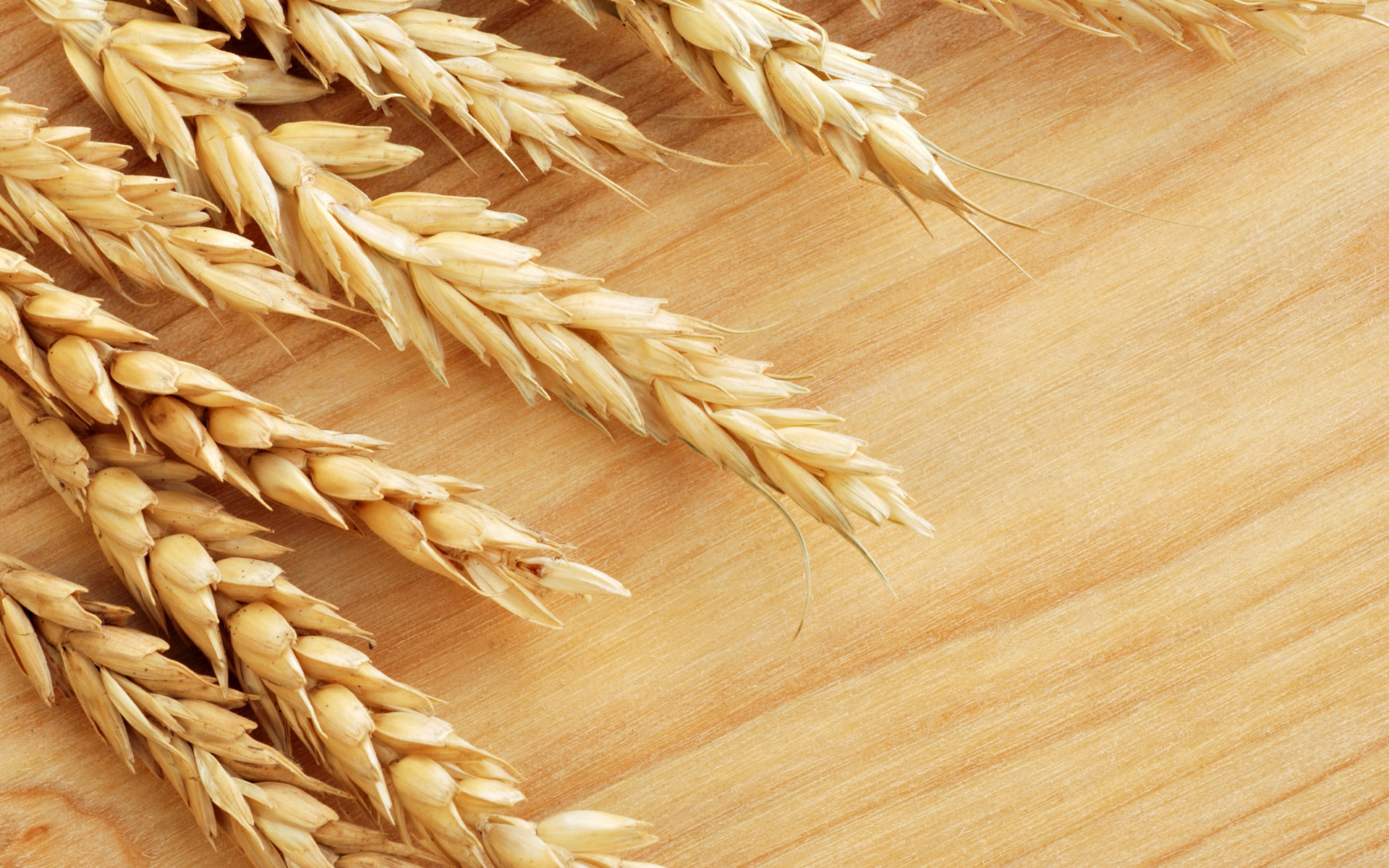 Wheat requirement in the US will increase manifold by 2050 to meet the demands of the growing population, especially since wheat is largely considered to be ...