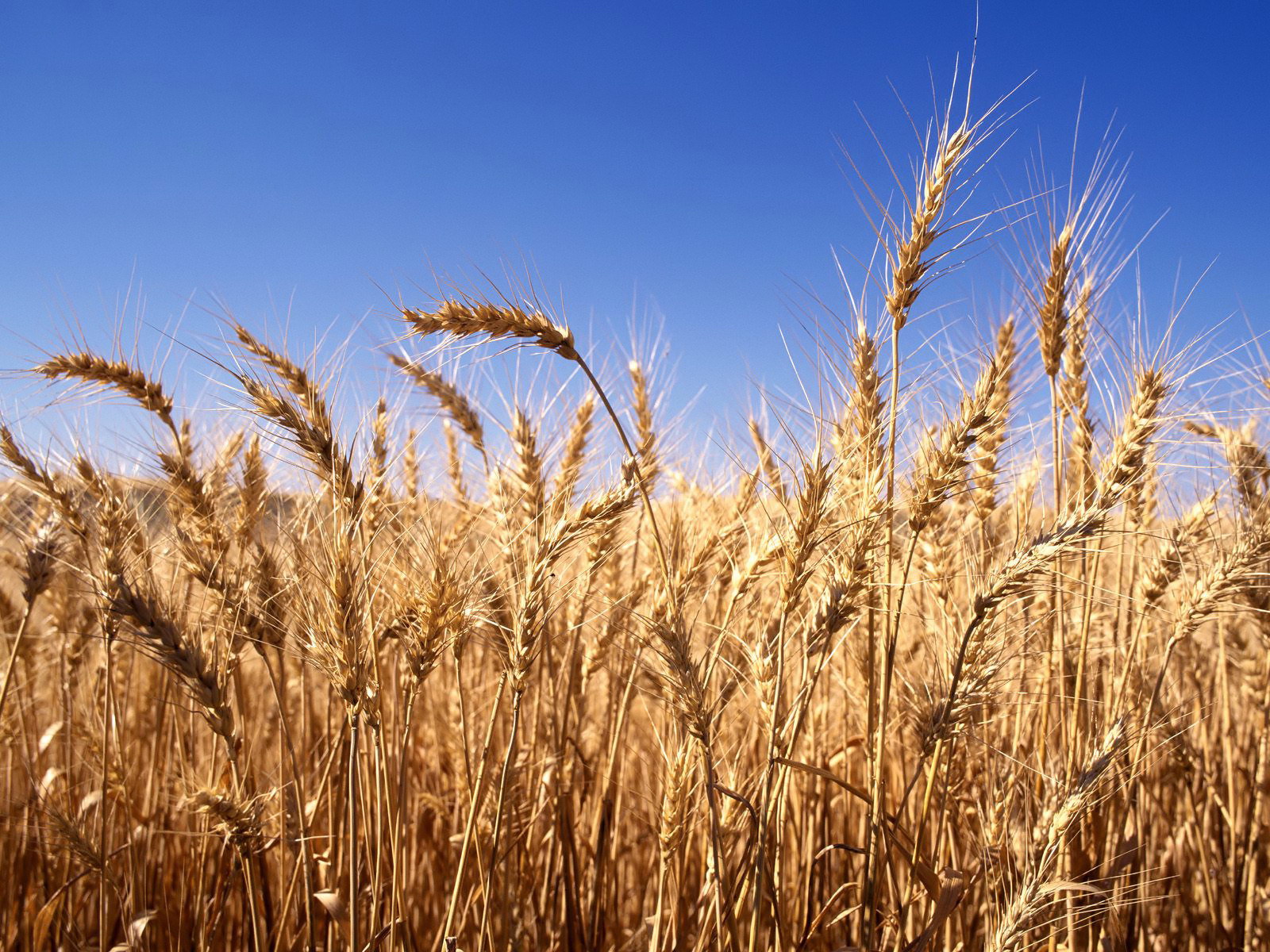 Researchers of TUT breed fungus disease resistant wheat - Research in Estonia
