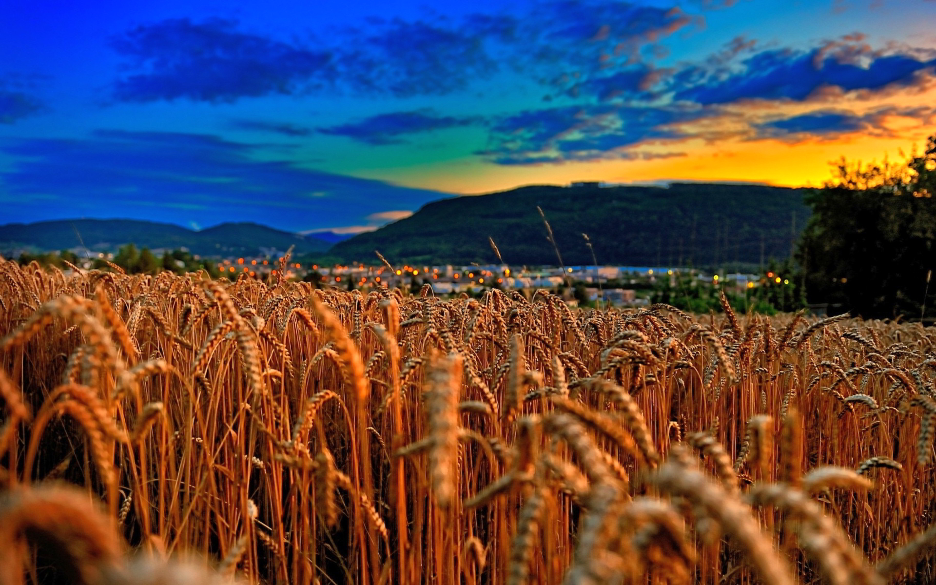 Wheat field evening