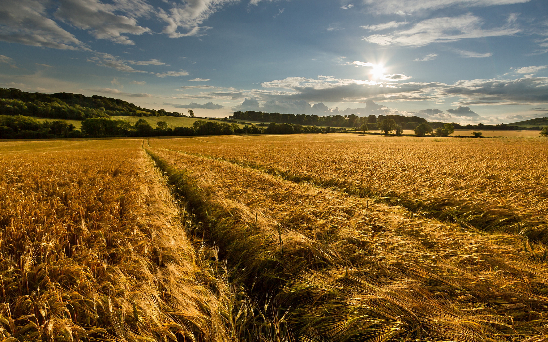 Wheat field late summer