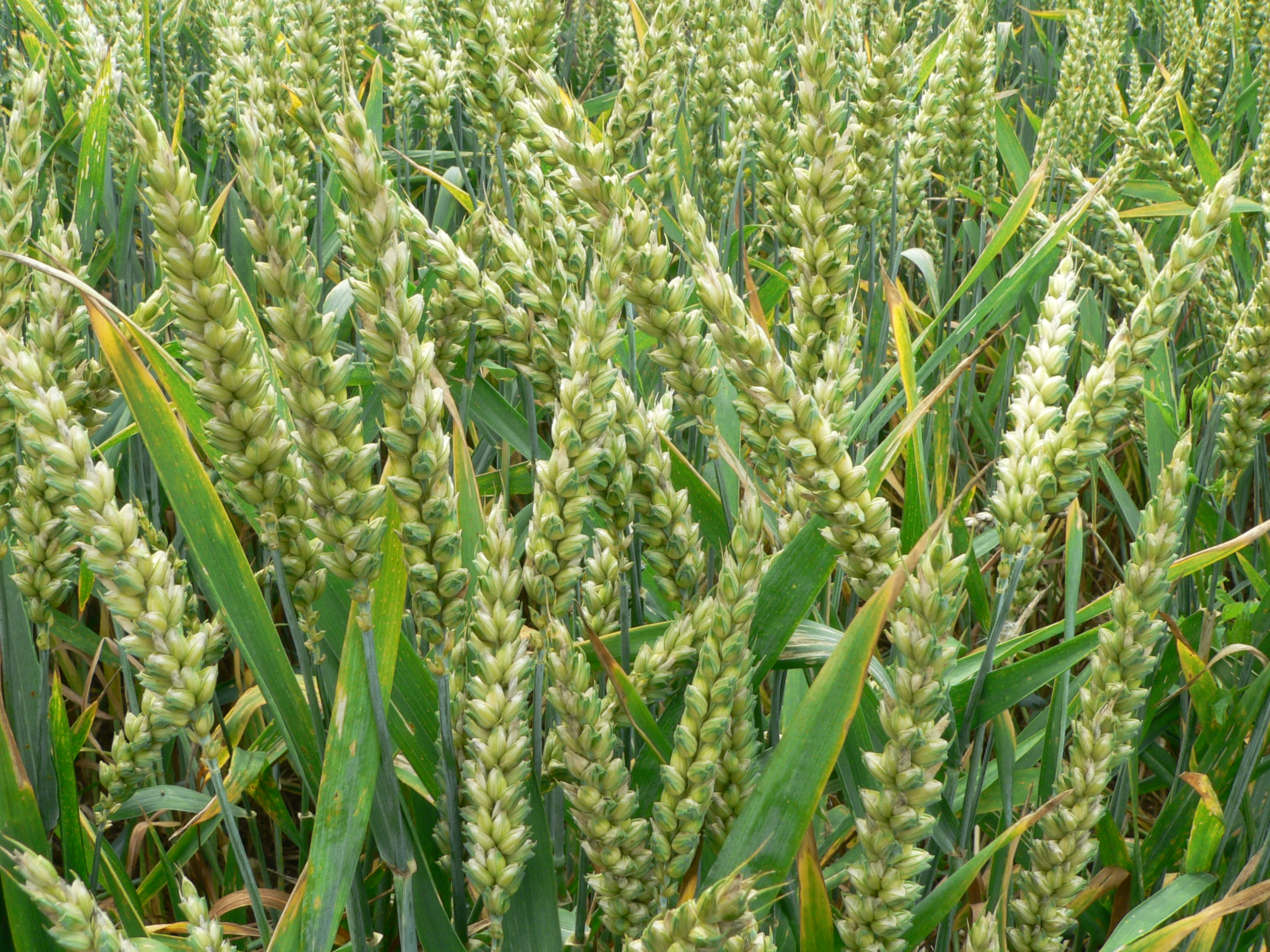 Wheat Plants