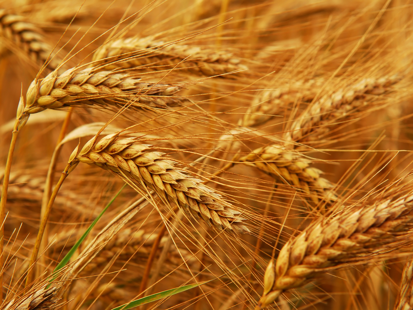 Broken Wheat Other Names