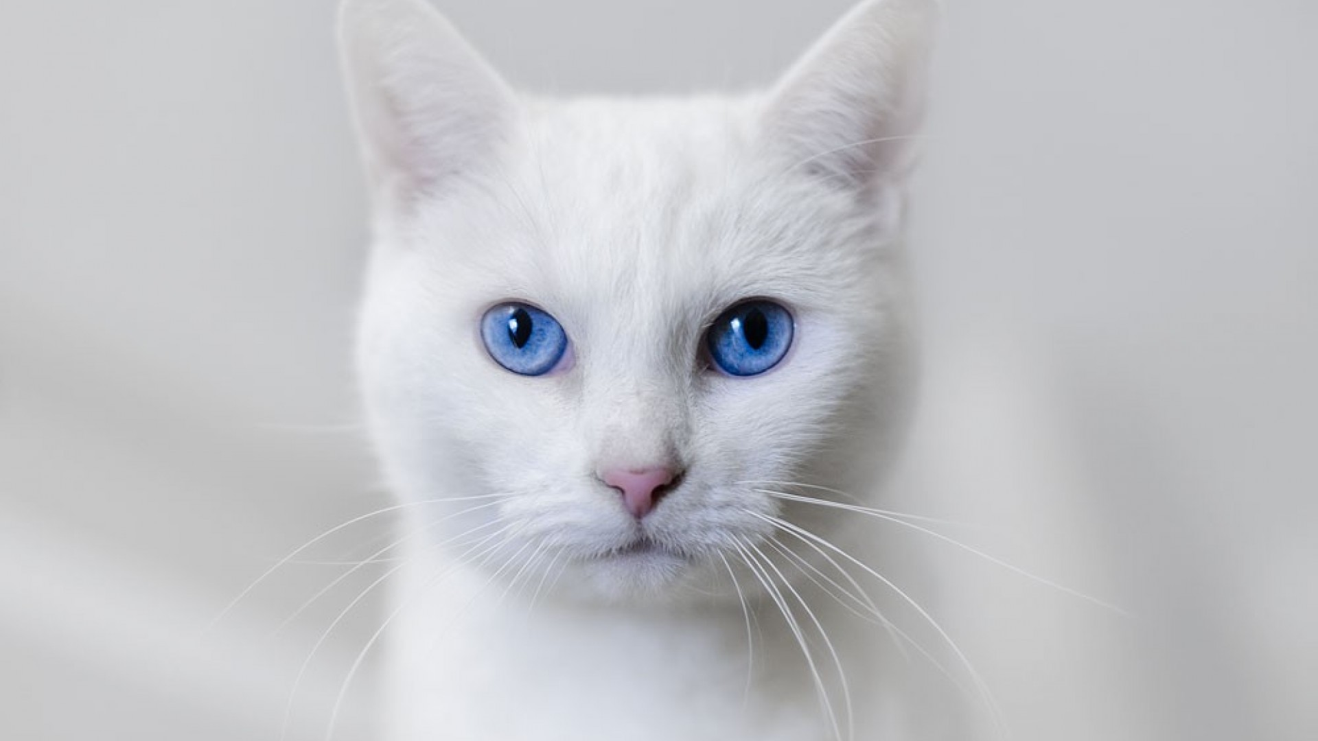 A beautiful white cat with big blue eyes Image
