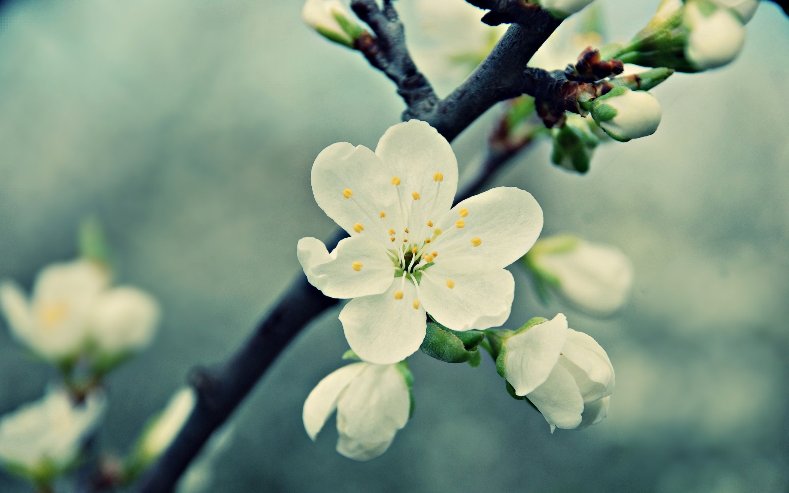 White Cherry Blossom 16348