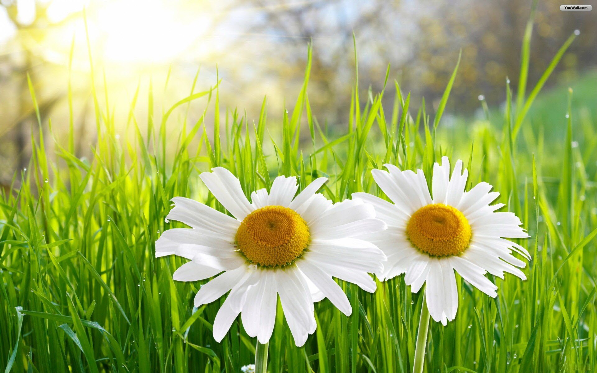 Wallpapers for Gt White Daisies Wallpaper