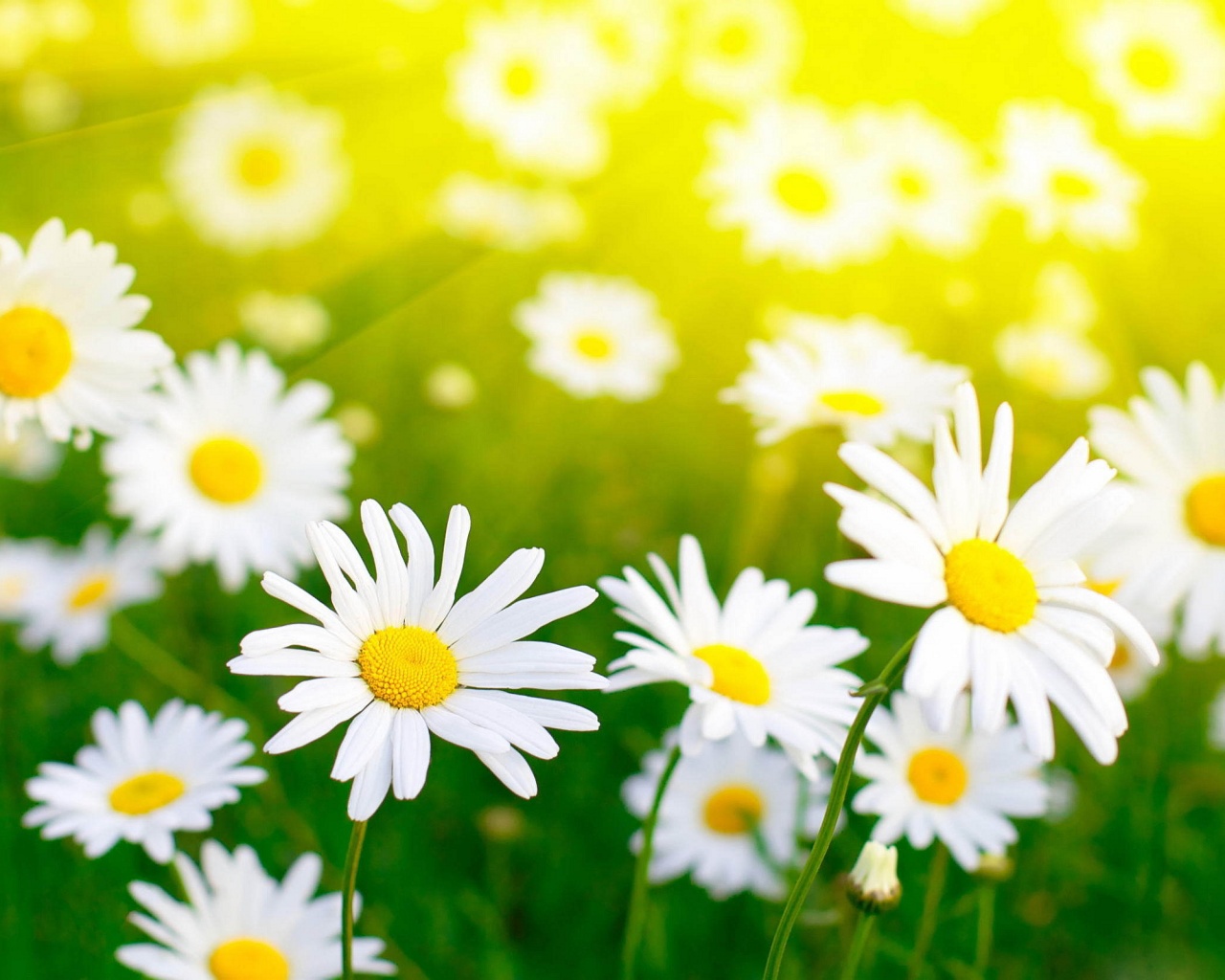 White daisies field