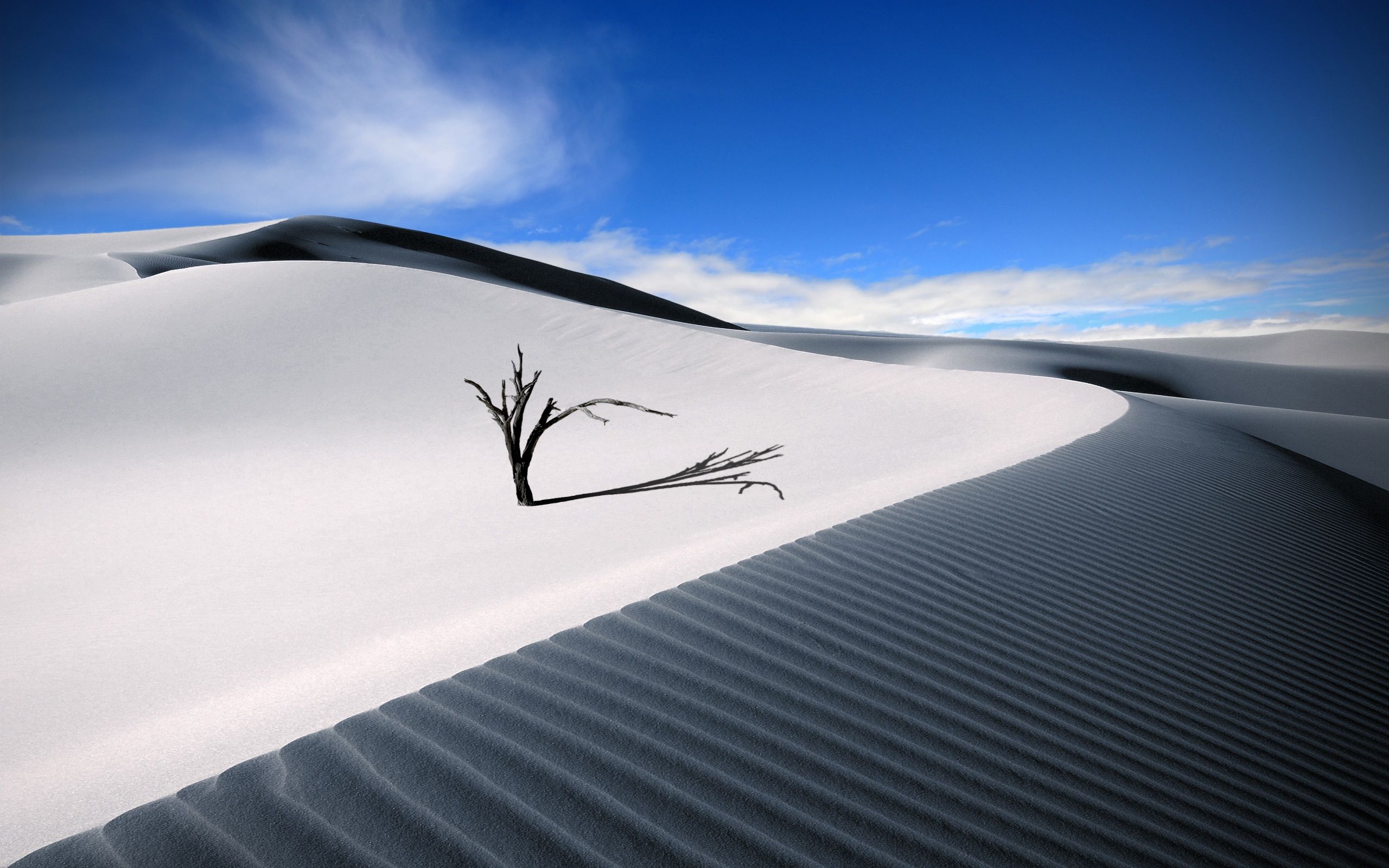 Tree Branches in White Desert Sand (click to view)