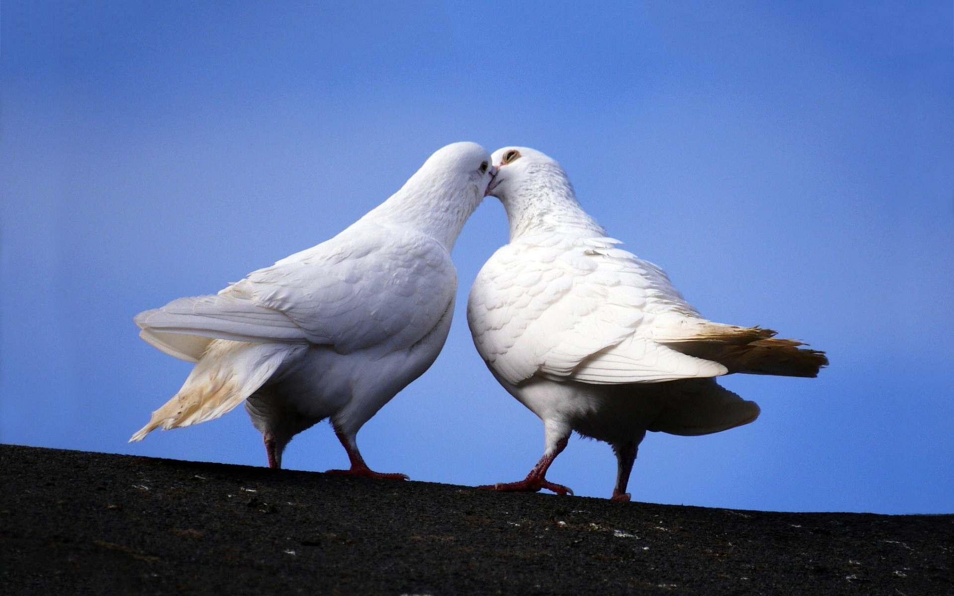 White doves kiss