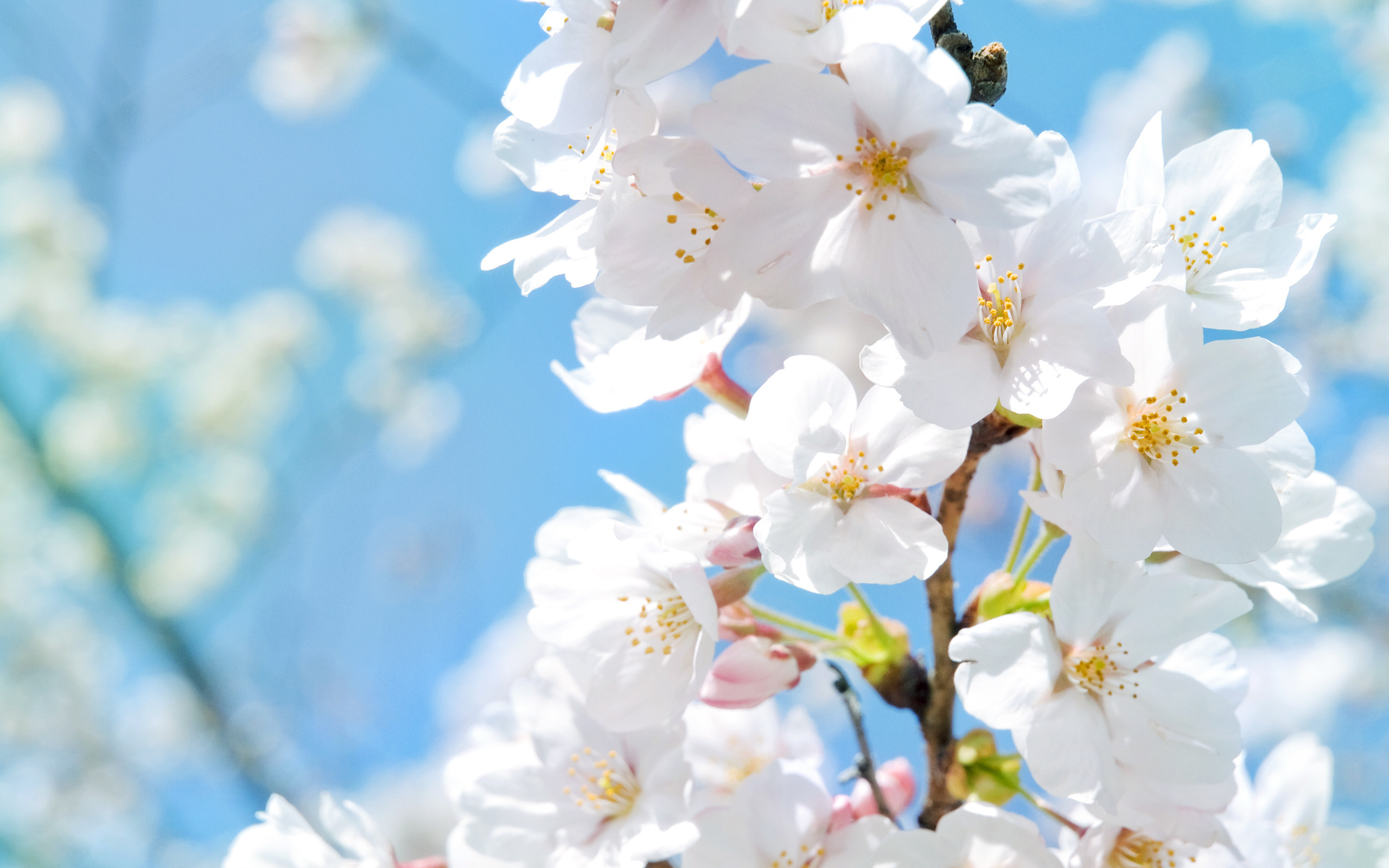 White Flowers Pictures Free Desktop Hd Wallpapers Amagico