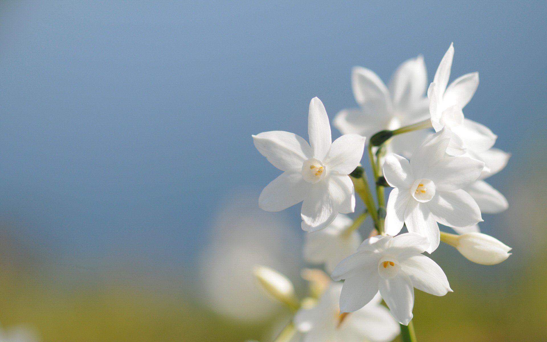 White Flowers Images Quote 1 HD Wallpapers