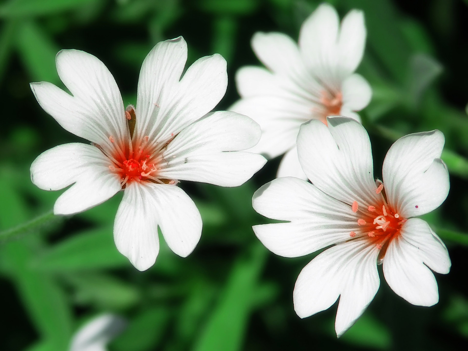 White Flowers Desktop Images