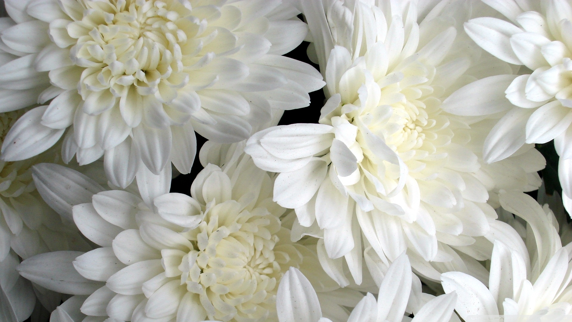 White Flowers Hd Desktop Wallpaper High Definition