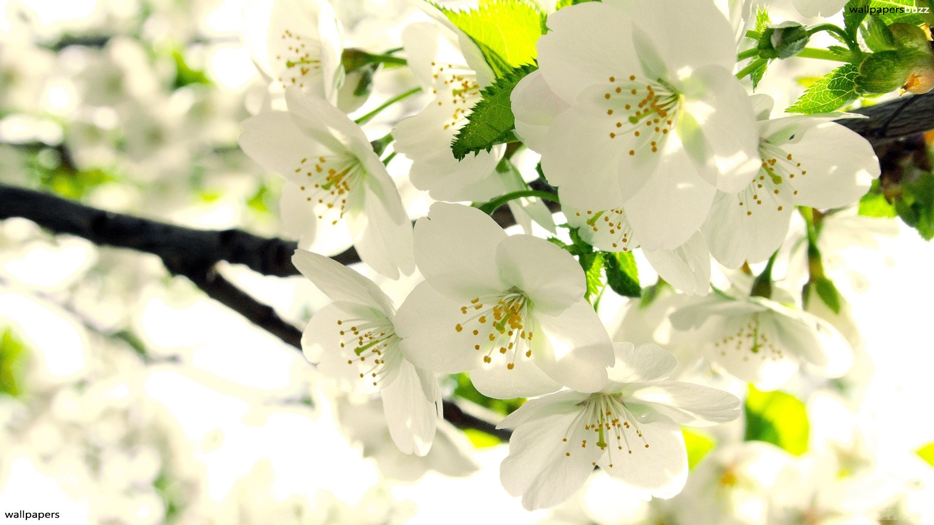 White Flowers Images 40 HD Wallpapers