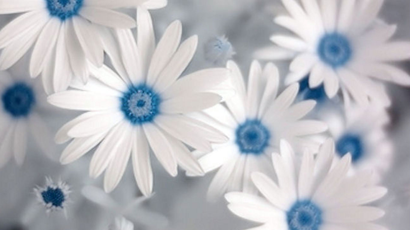 Blue and White Flowers Wallpaper