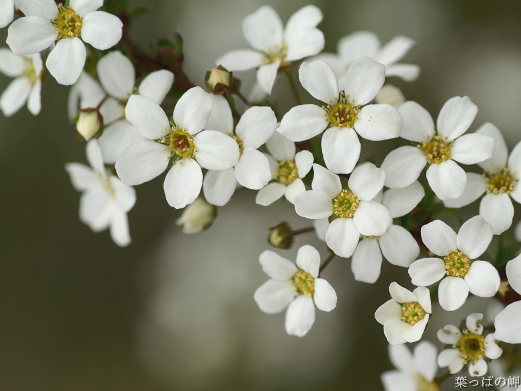 White Flowers Images 24 HD Wallpapers