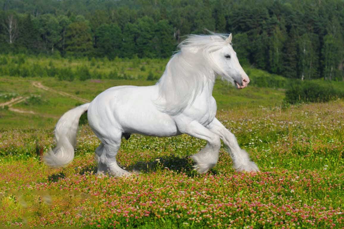 To set this White Horse Wallpapers on your desktop, select above resolution links then click on the DOWNLOAD button to save White Horse Wallpapers on your desktop computer. Right click on the picture you have saved and select the option