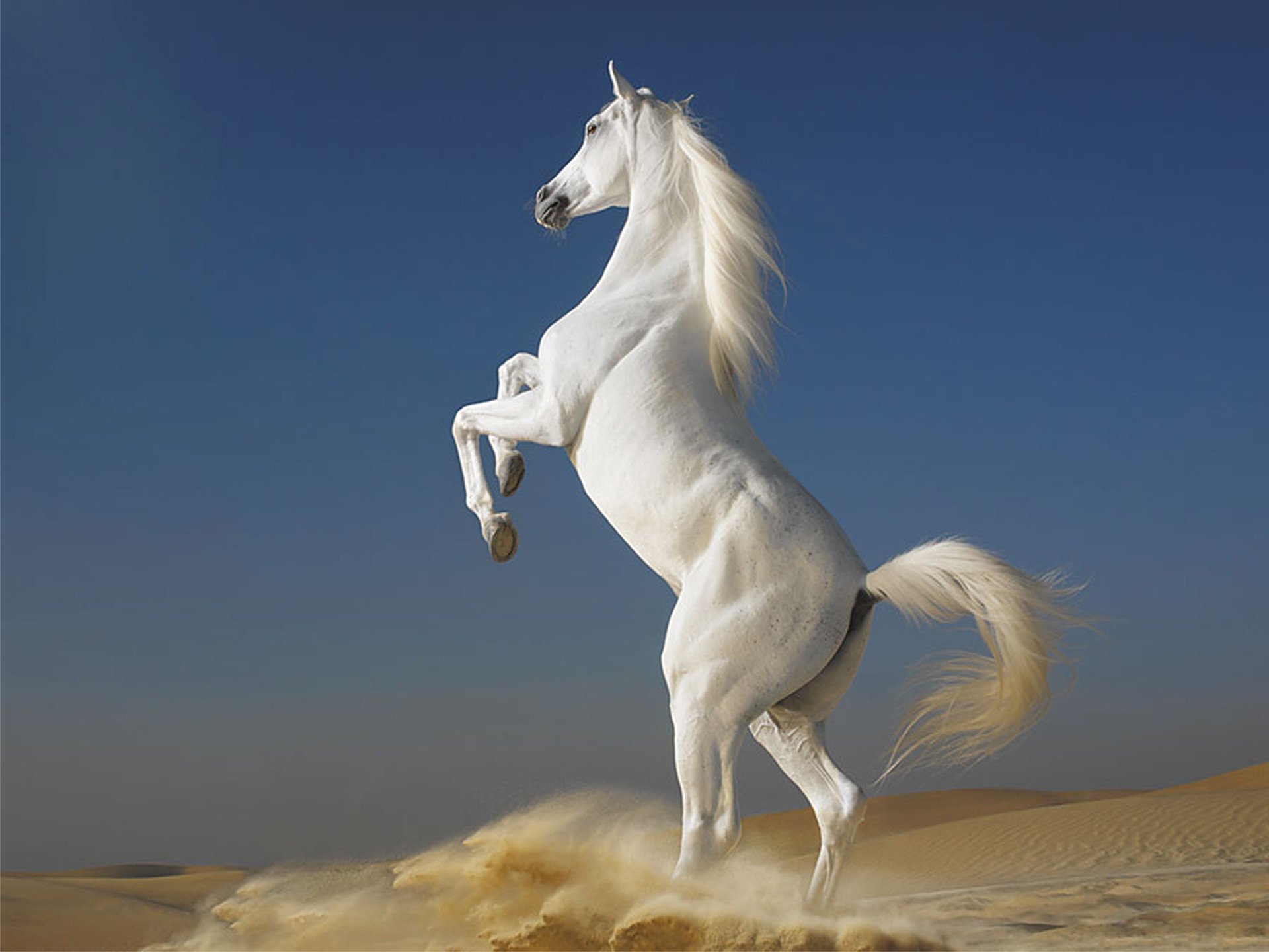 White horse hd