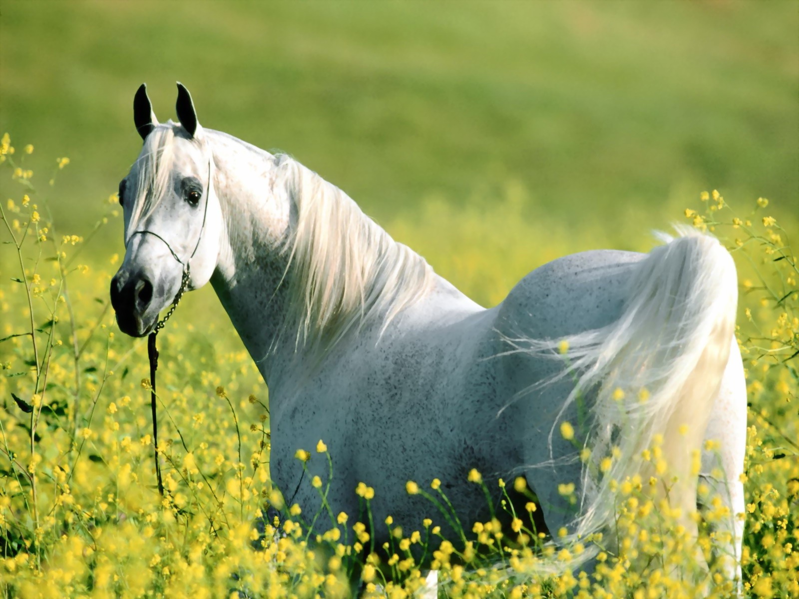 White Horse Nature Field