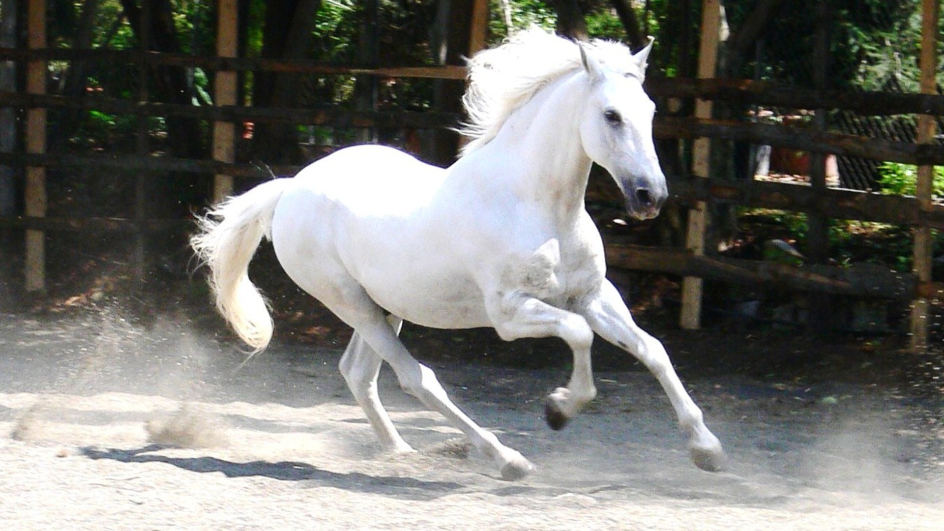 White Horses Desktop Backgrounds Picture