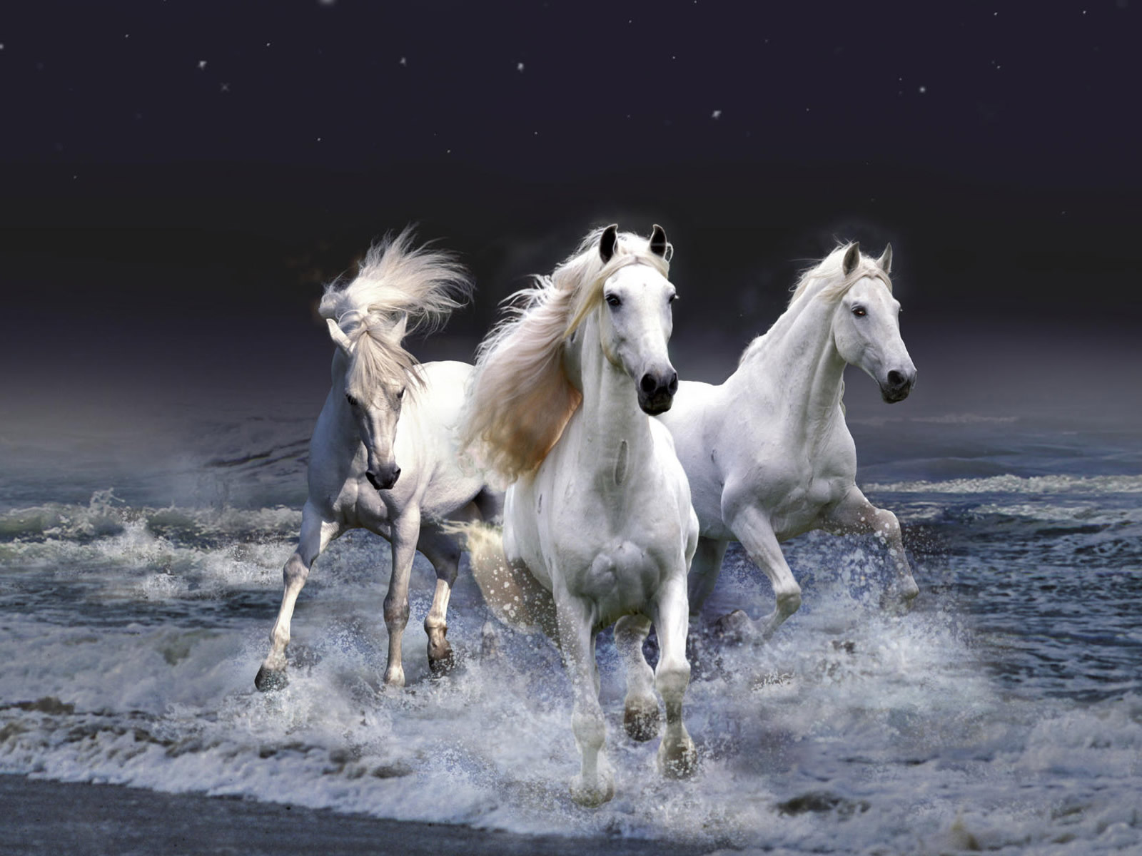 Horses White Horse ♡