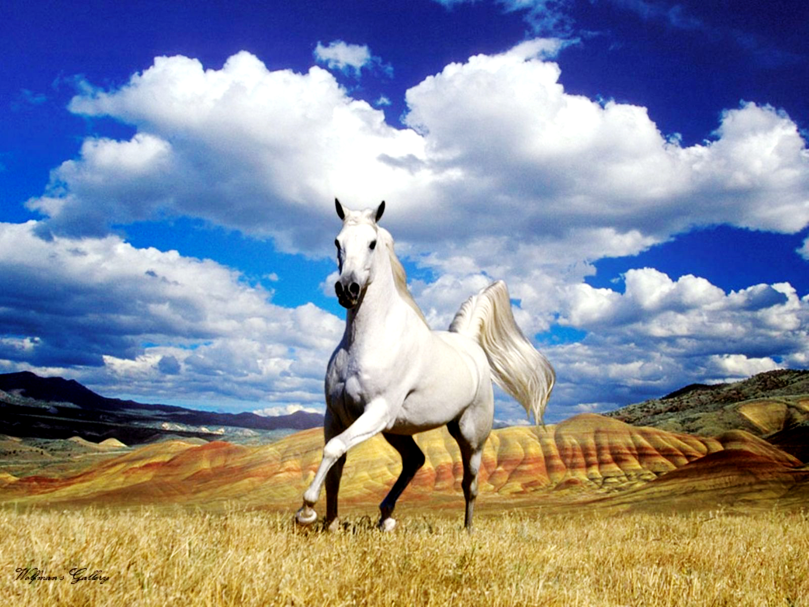 The Most Beautiful White Horse In The World 07