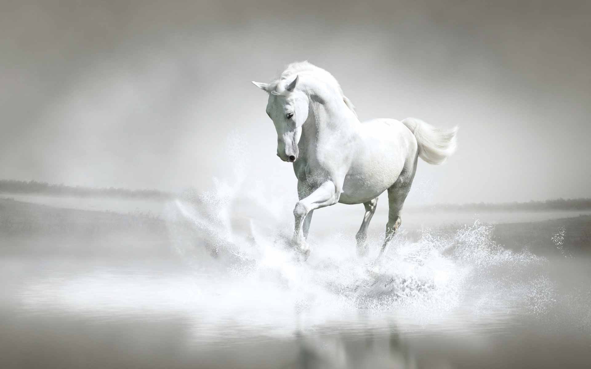Horses White Horse ♡