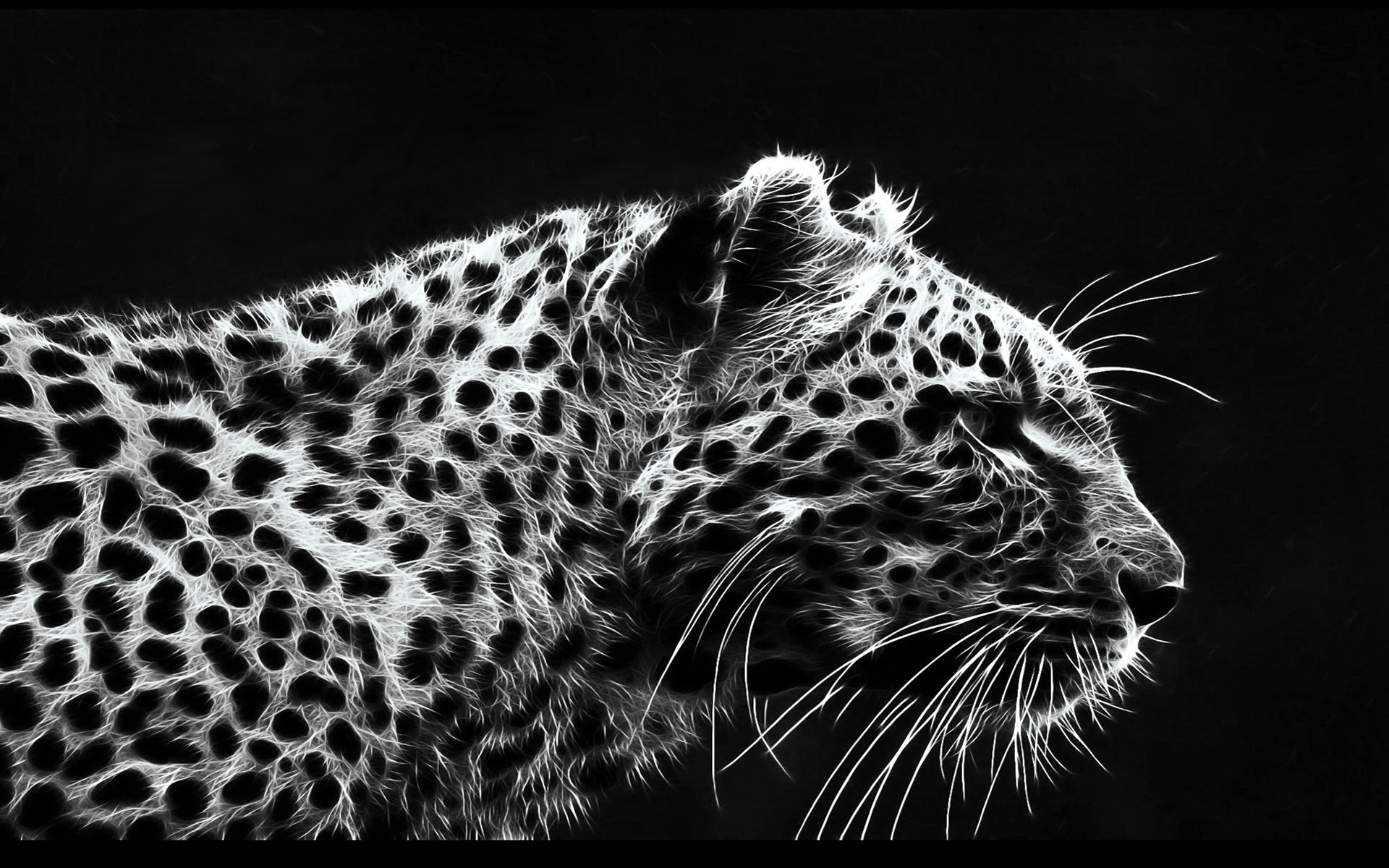 Black and White Leopard Free Wallpaper Desktop 9937 High Resolution