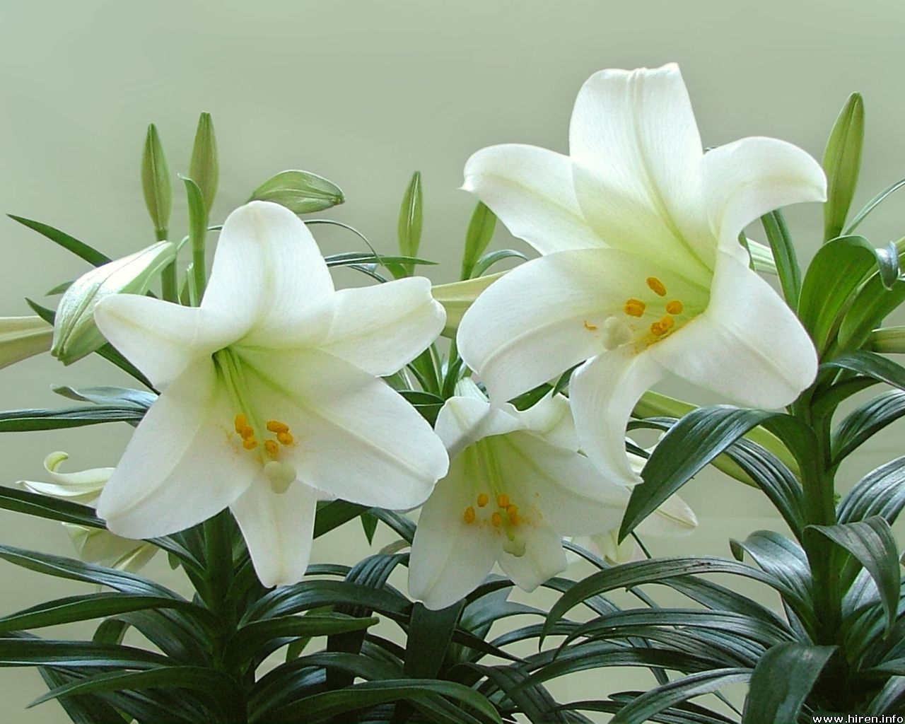 white-lily-in-plant