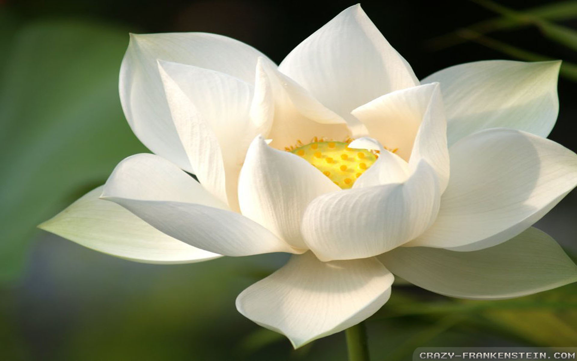 Wallpaper: Cute white lotus flower wallpapers. Resolution: 1024x768 | 1280x1024 | 1600x1200. Widescreen Res: 1440x900 | 1680x1050 | 1920x1200