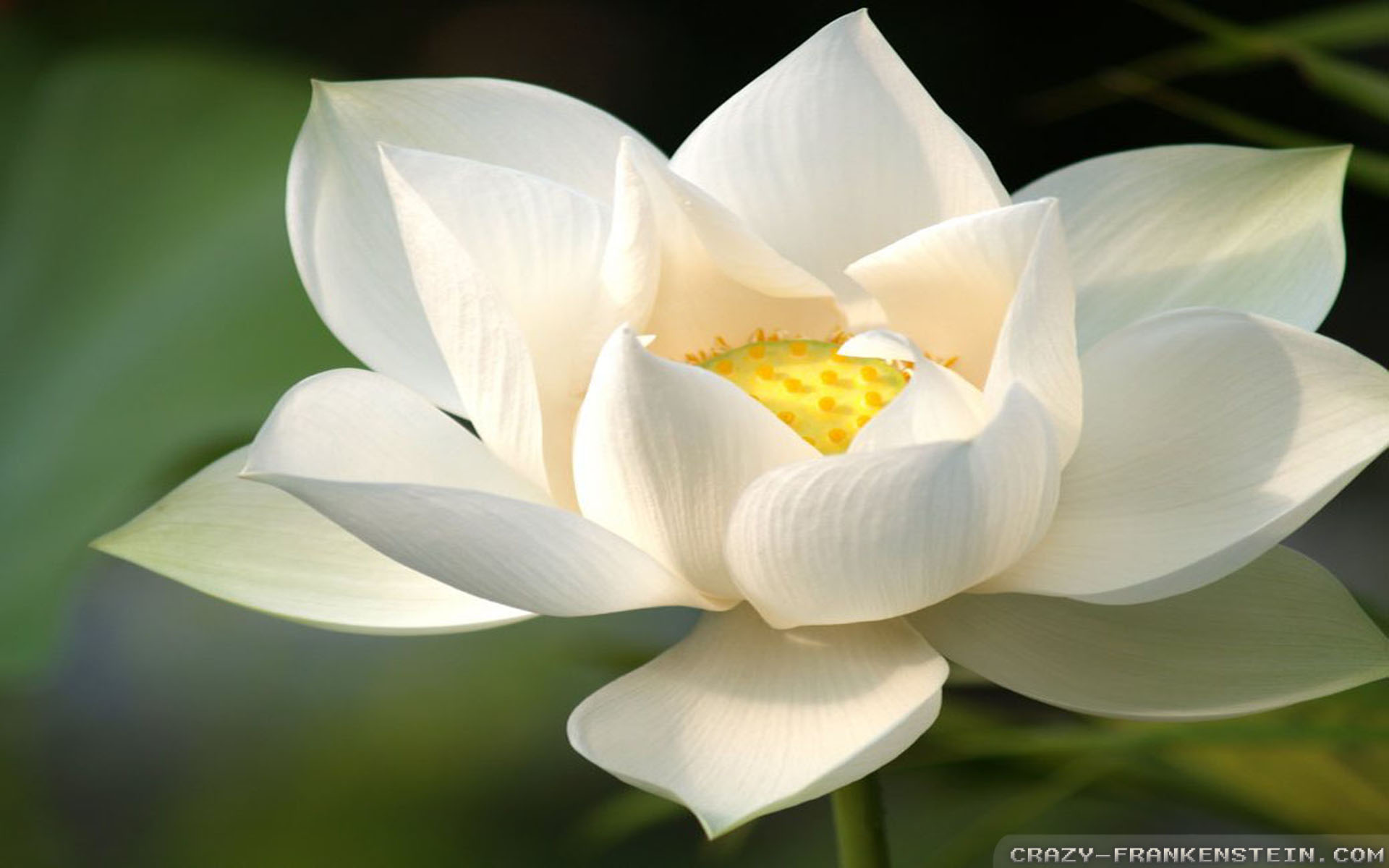 White Lotus Wallpaper 1920x1200 23722