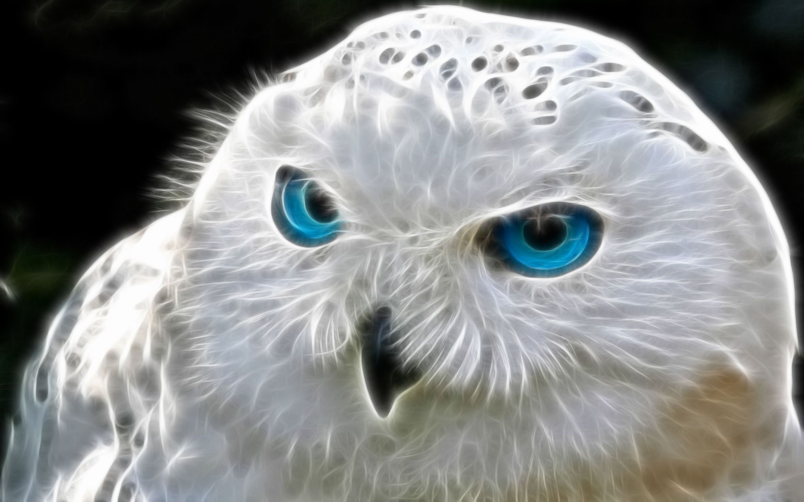 Art White Owl blue Eyes