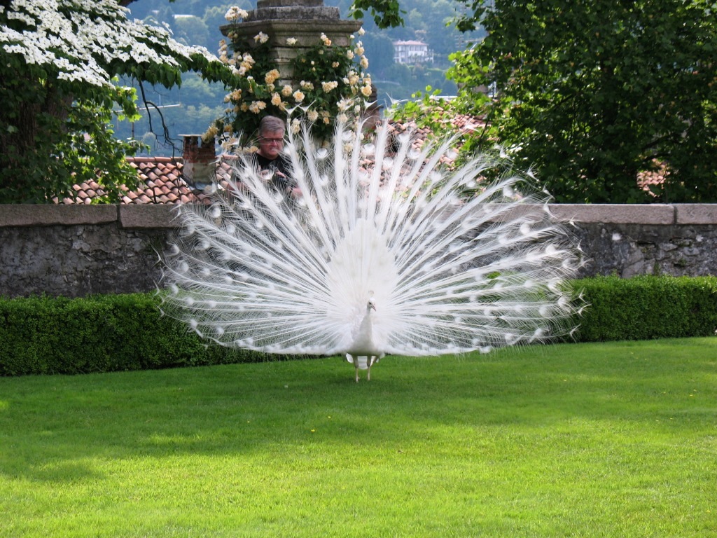 View all the white peacock photos here: