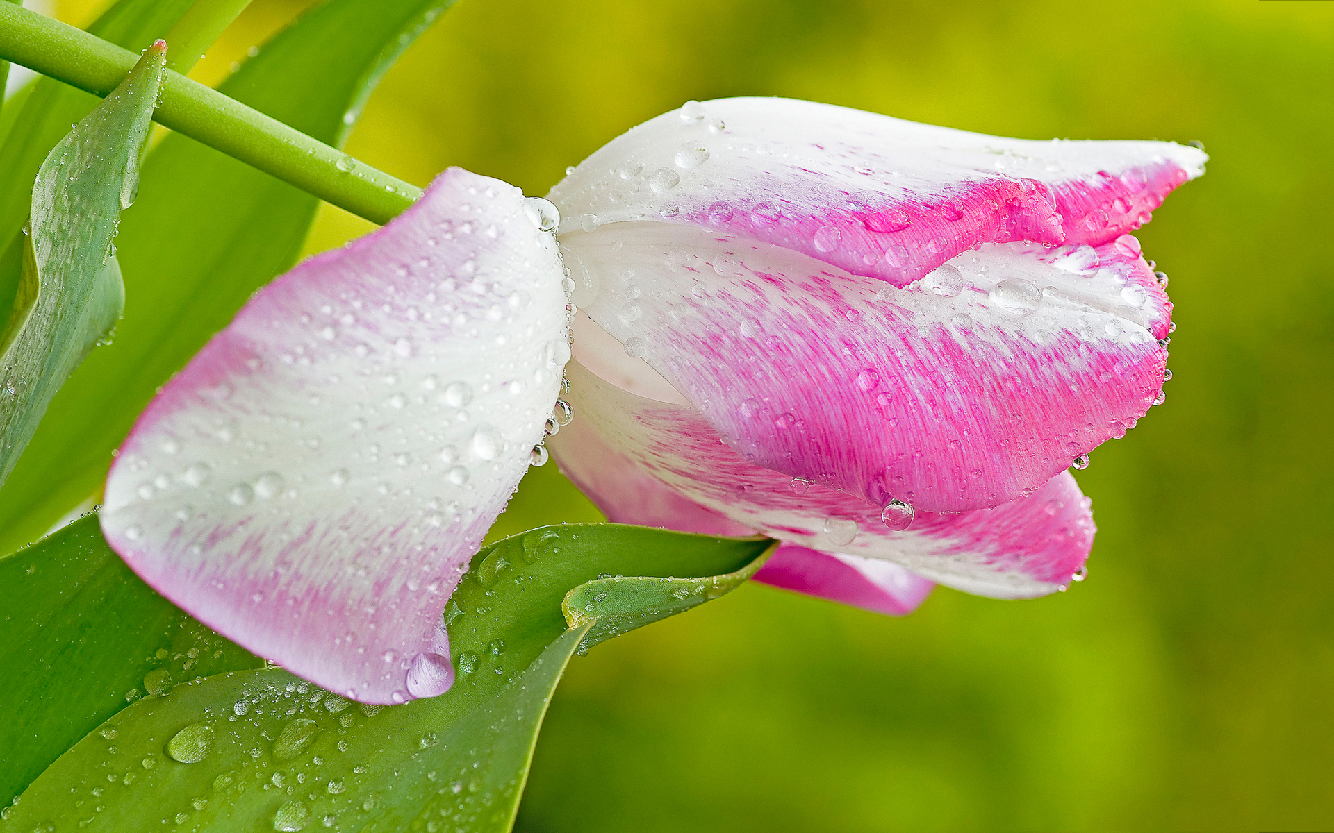 White pink wet tulip